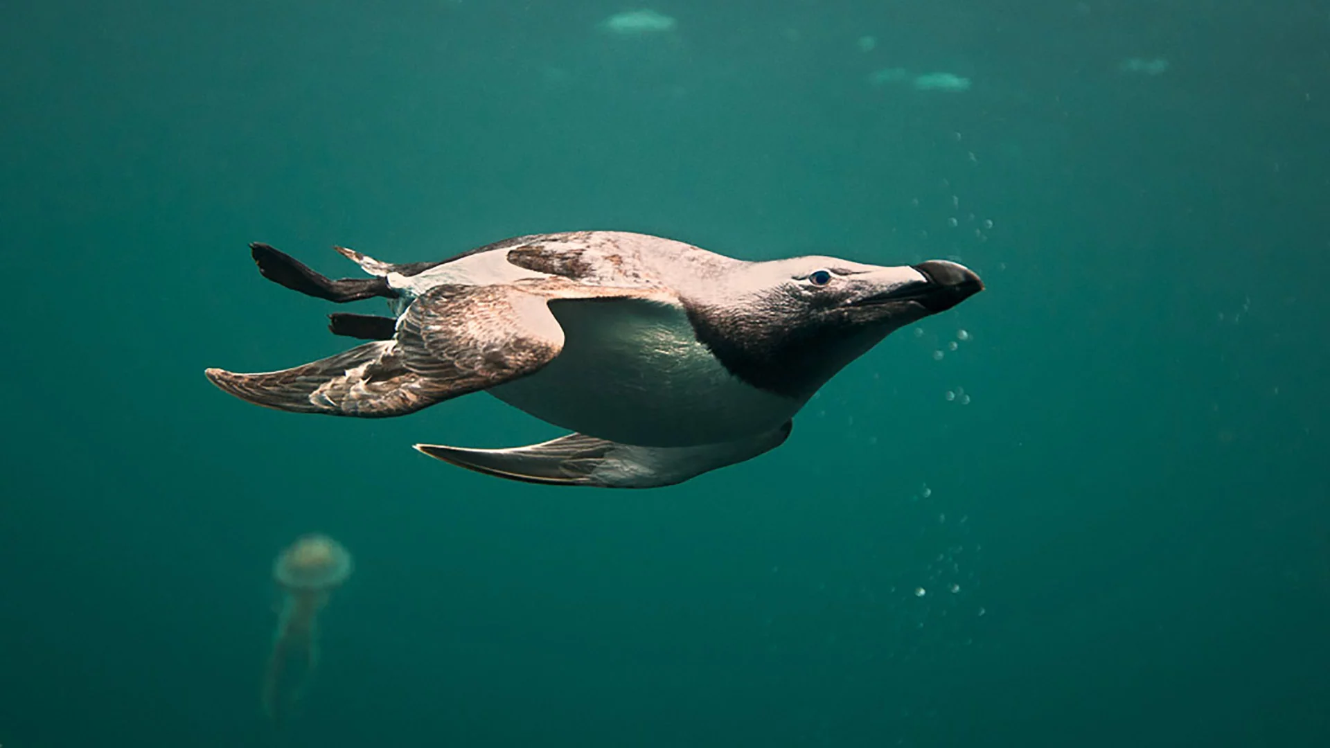 Razorbill diving