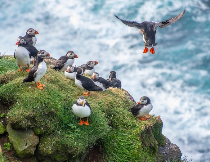 Atlantic Puffin flying with a group of Puffins perched on a sea stack looking on as the flying puffin returns